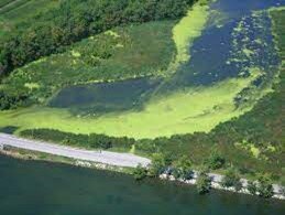 Algae Bloom