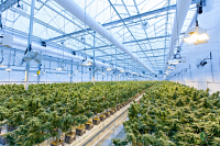 Cannabis Cultivation_opt